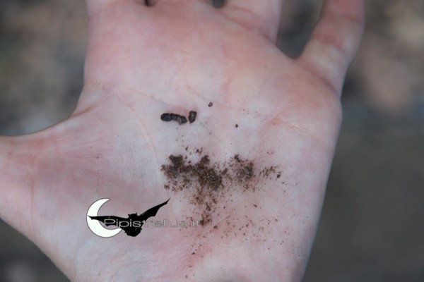 Come Riconoscere Il Guano Di Pipistrello come-riconoscere-il-guano-di-pipistrello
