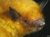 Scoperto in Bolivia il “pipistrello d’oro”