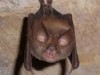 Il misterioso mondo dei pipistrelli