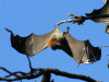 Pipistrelli ed Ebola. Non dobbiamo temere nulla