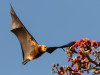 Mauritius, il governo vuole sterminare i pipistrelli