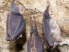 COVID-19: “Sui pipistrelli intervenga il Ministro Costa”