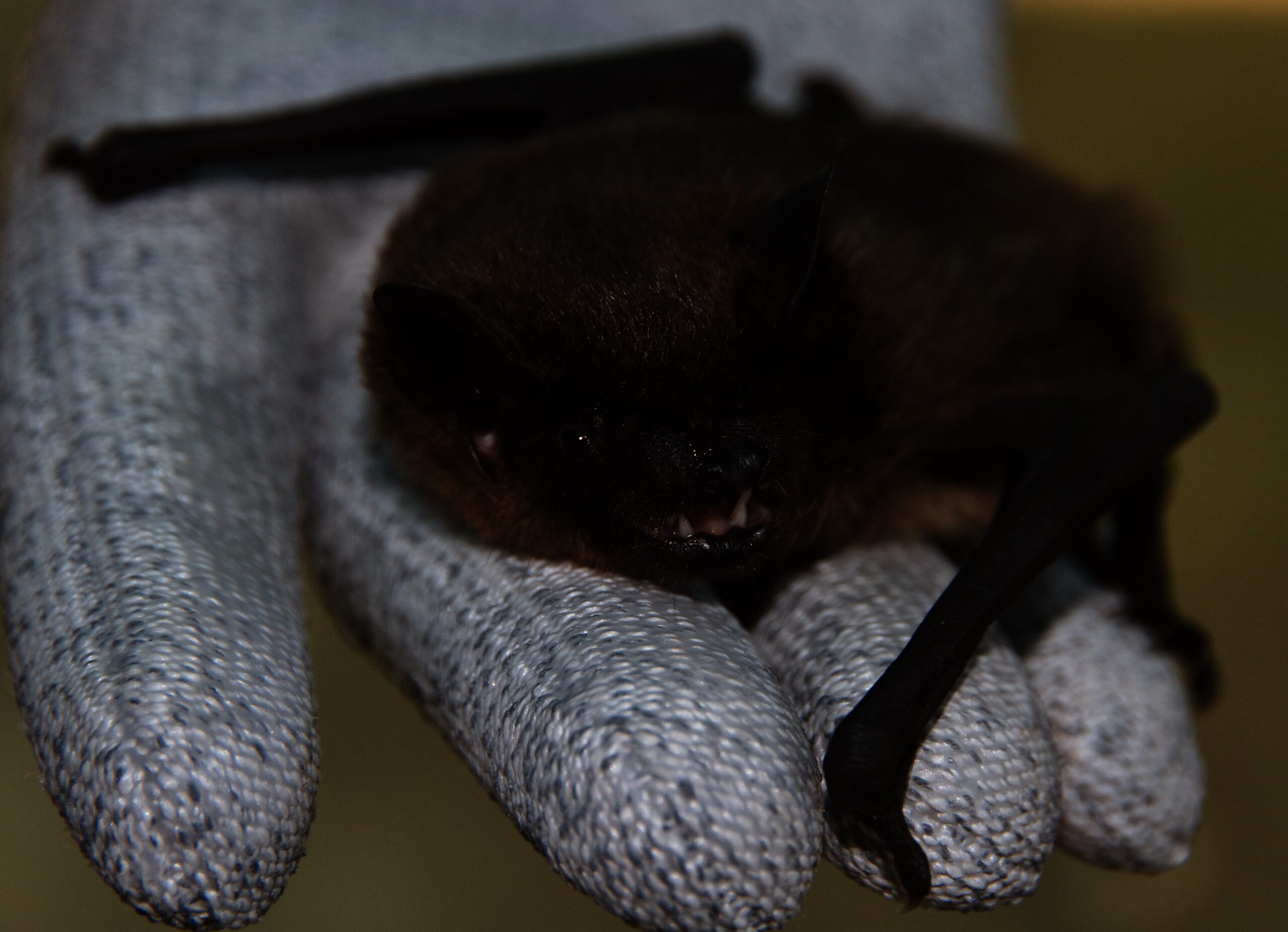 LINEE GUIDA RECUPERO E RIABILITAZIONE CHIROTTERI